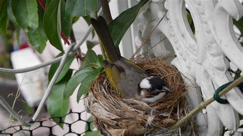 鳥來陽台築巢|鳥巢看鳥的個性…. 自從去年有白頭翁來我陽台樹上築。